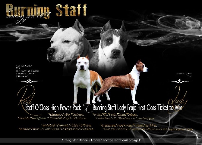 Burning Staff - New breeding 2017!!