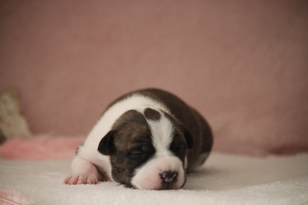 Burning Staff - Chiot disponible  - American Staffordshire Terrier