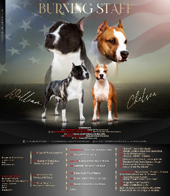 Burning Staff - American Staffordshire Terrier - Portée née le 16/04/2022