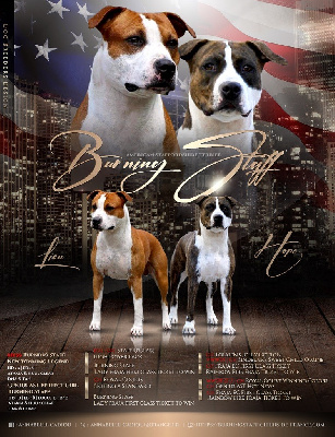 Burning Staff - American Staffordshire Terrier - Portée née le 10/04/2022