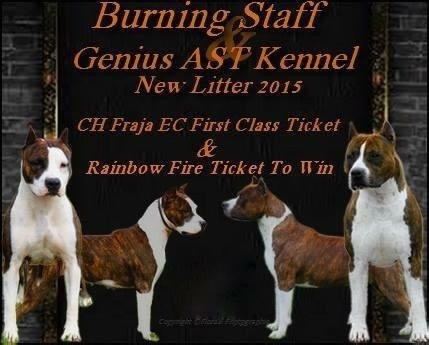 chiot American Staffordshire Terrier Burning Staff