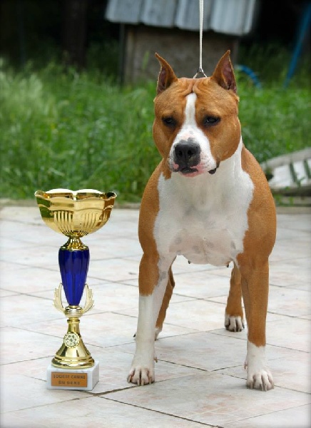 CH. Fatal beauty des Griffes d'Urka