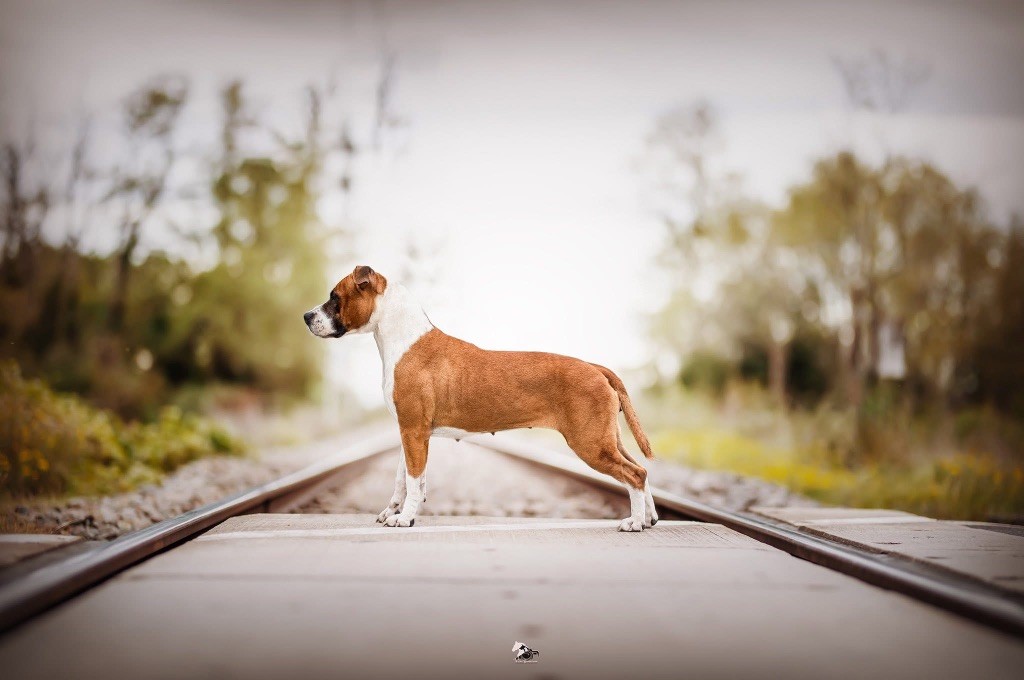 Burning Staff Shinning colors genius ast