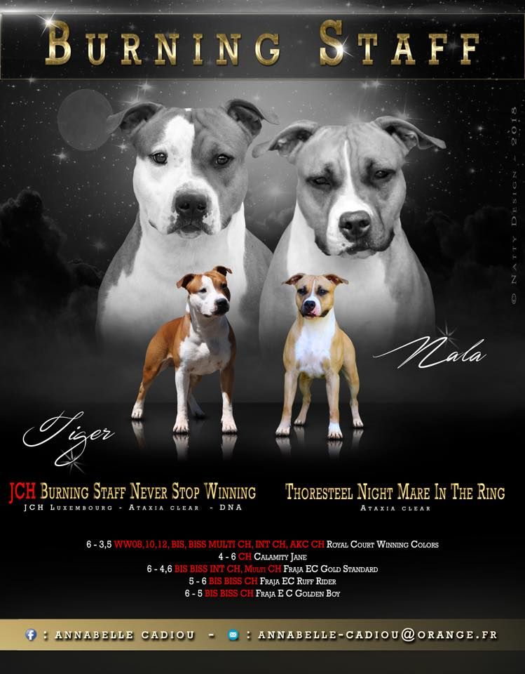 Chiot American Staffordshire Terrier Burning Staff