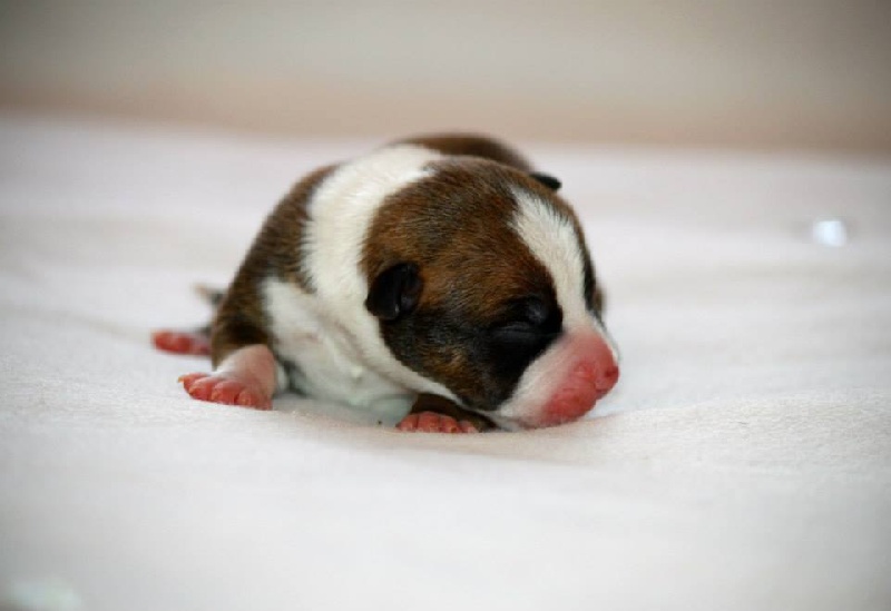 Burning Staff - American Staffordshire Terrier - Portée née le 12/09/2013