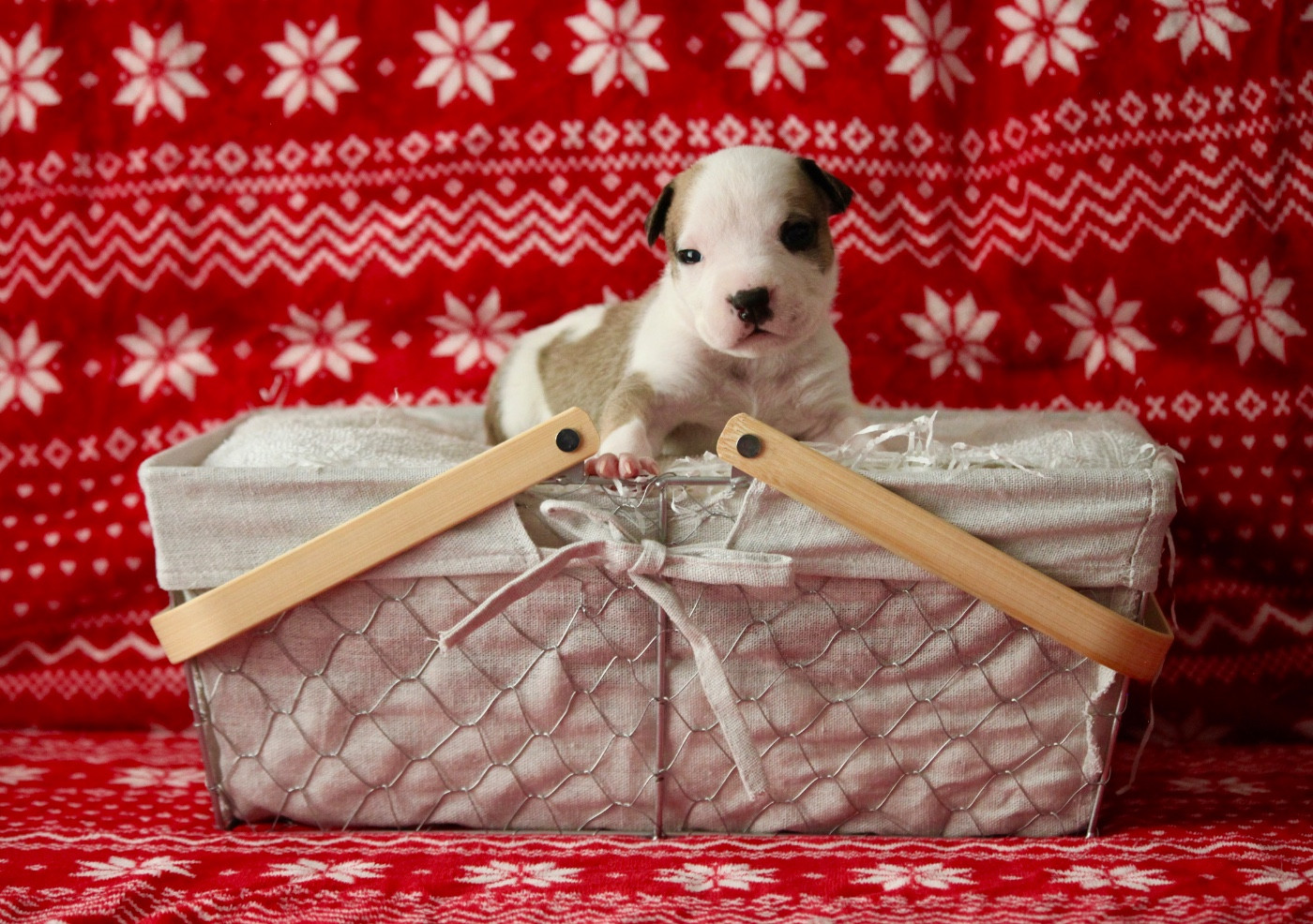 Burning Staff - Chiots disponibles - American Staffordshire Terrier