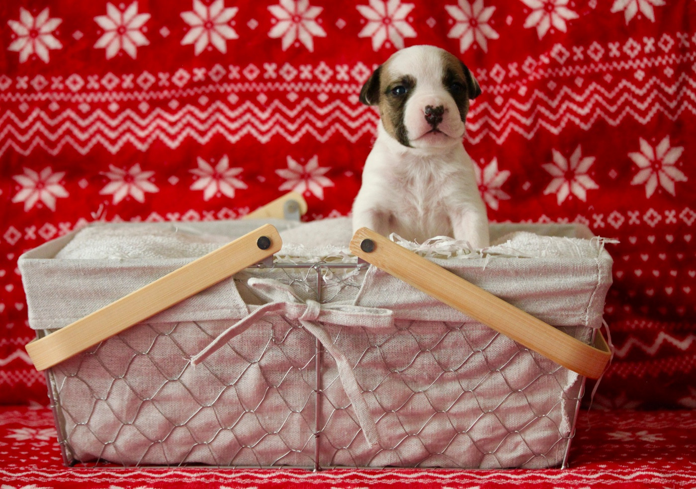 Burning Staff - Chiots disponibles - American Staffordshire Terrier