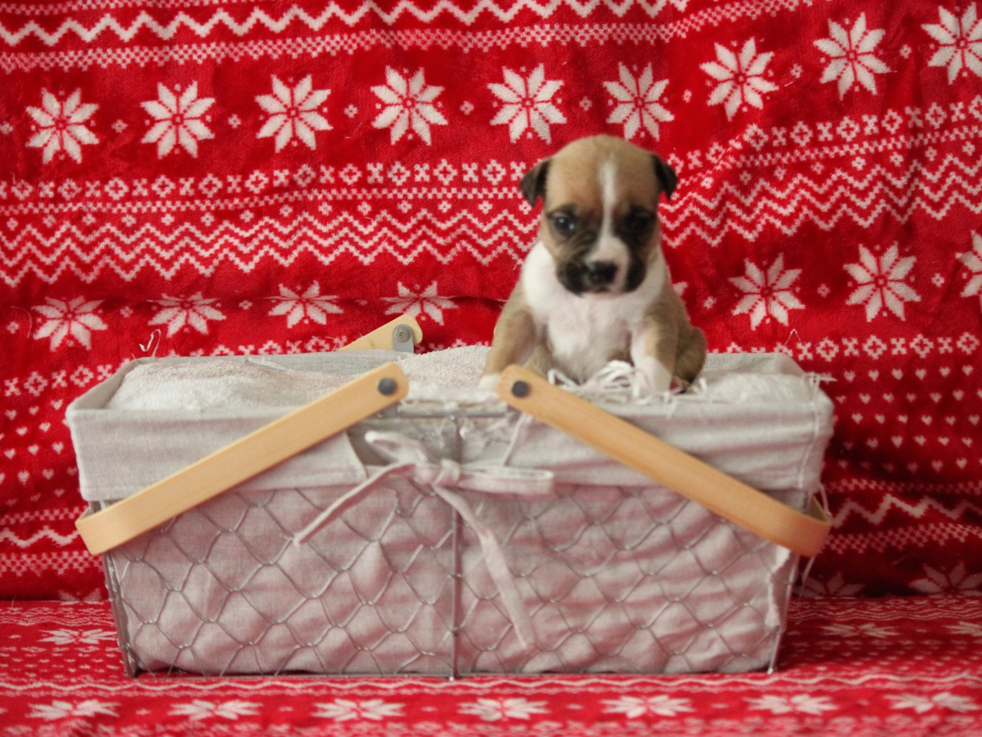 Burning Staff - Chiots disponibles - American Staffordshire Terrier