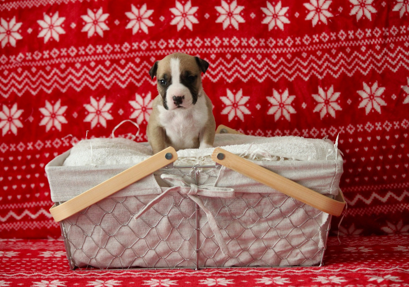 Burning Staff - Chiots disponibles - American Staffordshire Terrier