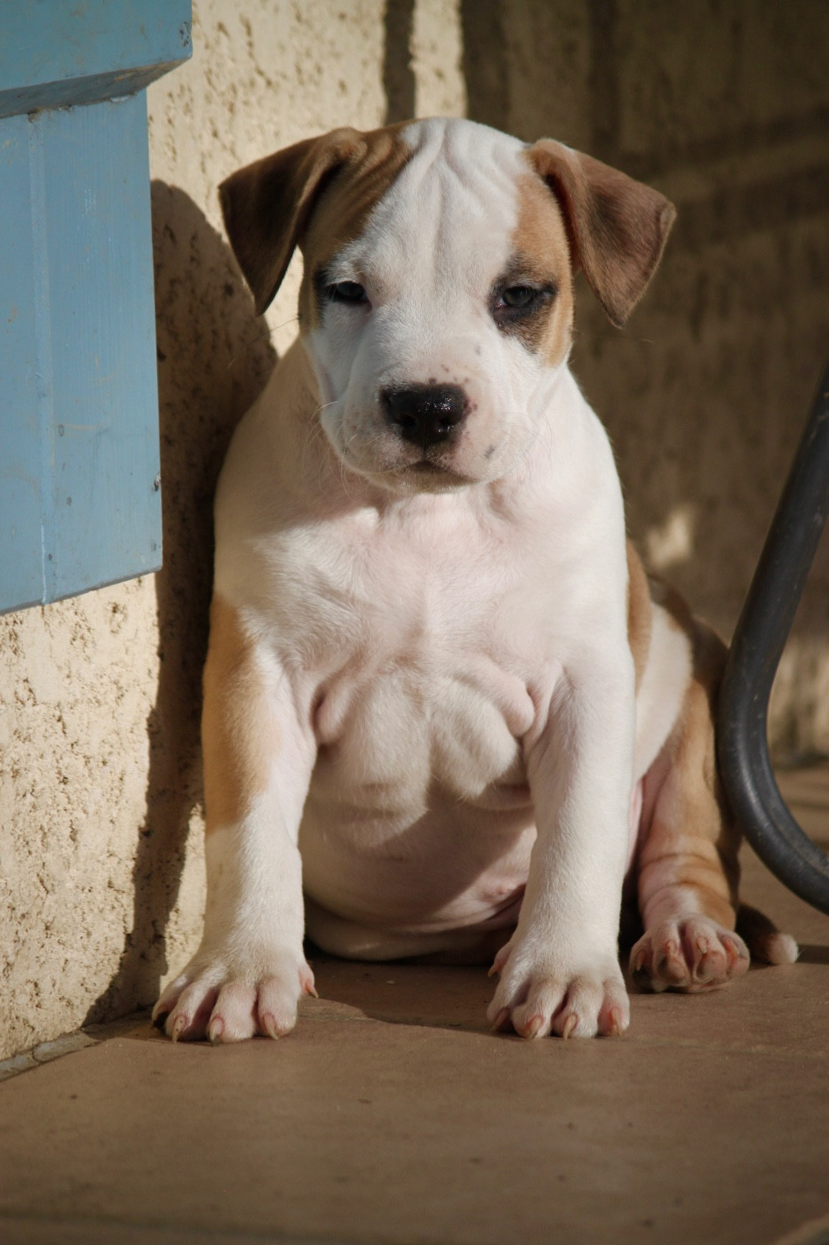 Burning Staff - Chiots disponibles - American Staffordshire Terrier
