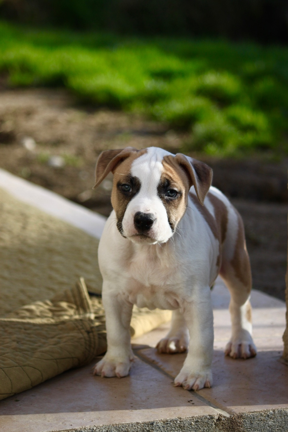 Burning Staff - Chiots disponibles - American Staffordshire Terrier