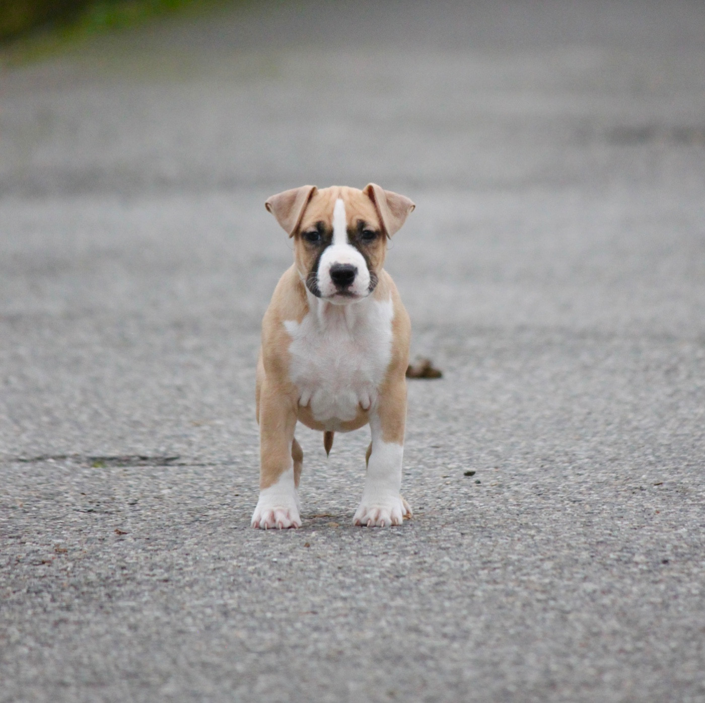 Burning Staff - Chiots disponibles - American Staffordshire Terrier