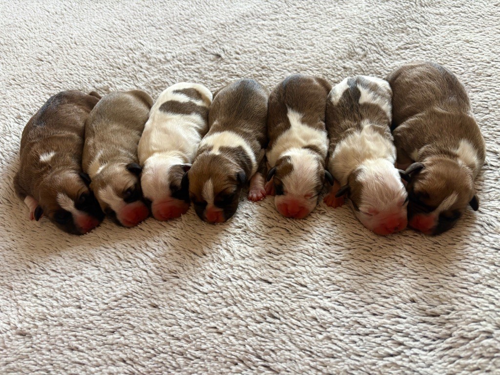 Chiot American Staffordshire Terrier Burning Staff