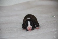 CHIOT