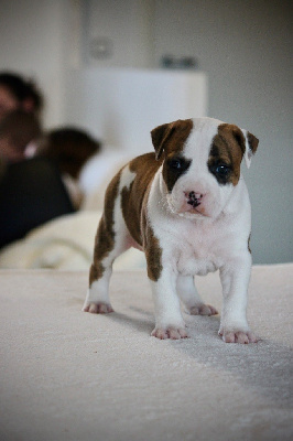 CHIOT 1
