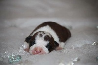 CHIOT