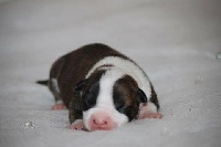 CHIOT