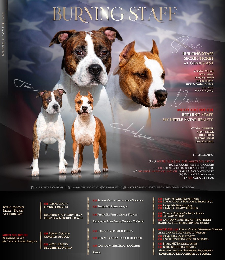 Burning Staff - American Staffordshire Terrier - Portée née le 26/11/2023