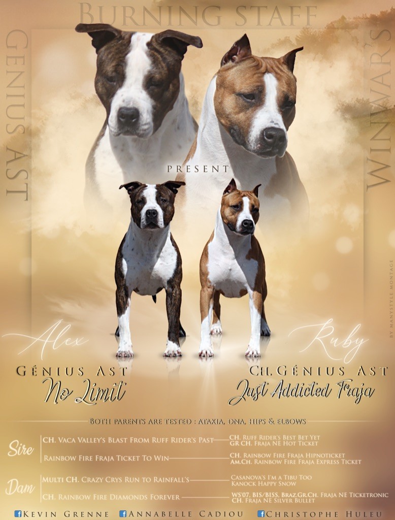 Burning Staff - American Staffordshire Terrier - Portée née le 24/05/2020