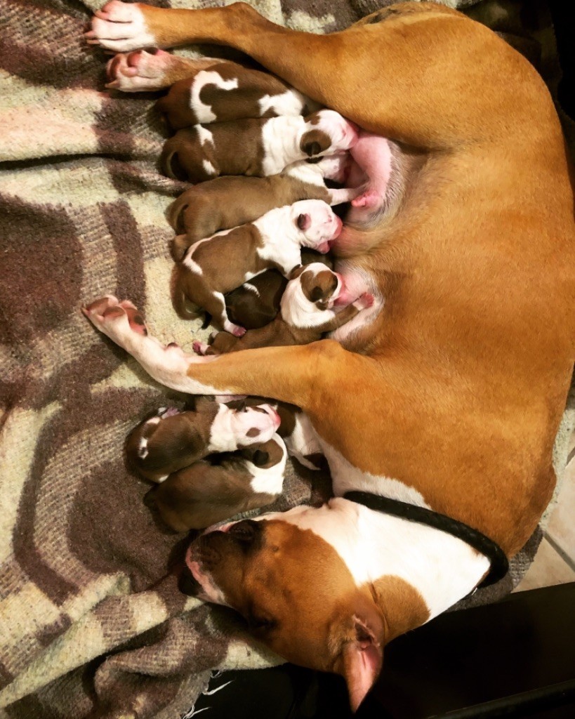 Burning Staff - American Staffordshire Terrier - Portée née le 12/03/2019