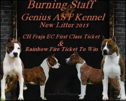 Burning Staff - American Staffordshire Terrier - Portée née le 21/12/2014